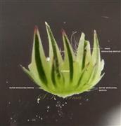  Involucre